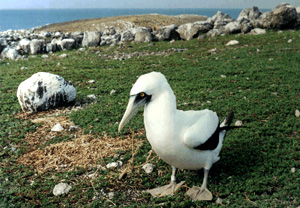 Atobá Branco Abrolhos