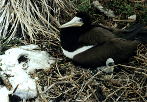 Atobá Marrom  Abrolhos