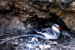 Grazinha - Abrolhos