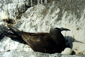 Benedito Viuvinha Abrolhos